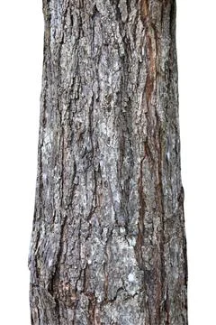 Tree trunk isolated on white background with clipping path. Stock Photos