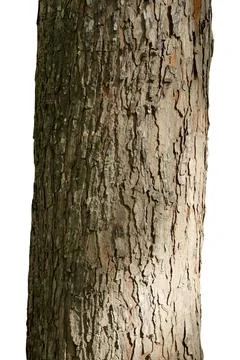 Tree trunk isolated on white background with clipping path. Stock Photos