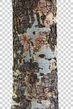 Tree trunk isolated on white background.Selection focus. Stock Photos