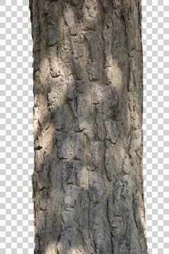 Tree trunk isolated on white background.Selection focus. Stock Photos