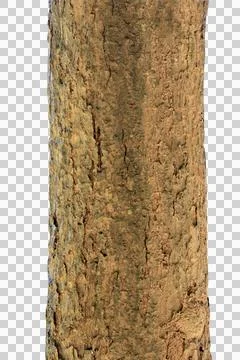 Tree trunk isolated on white background.Selection focus. Stock Photos