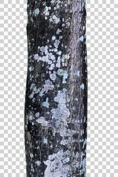 Tree trunk isolated on white background.Selection focus. Stock Photos