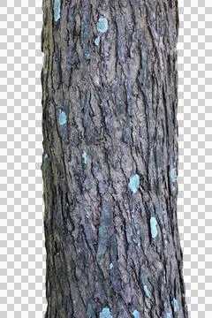 Tree trunk isolated on white background.Selection focus. Stock Photos
