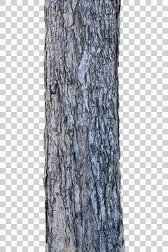 Tree trunk isolated on white background.Selection focus. Stock Photos