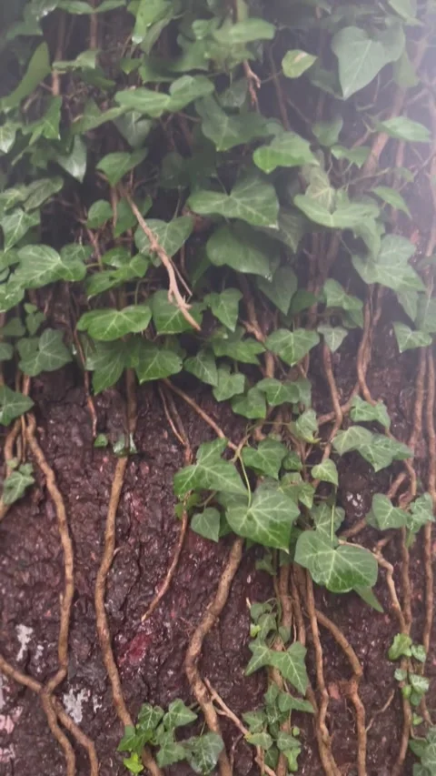 Tree Trunk Ivy Stock Footage 287648012