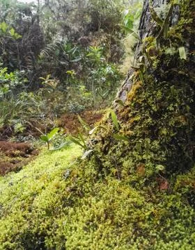 Tree trunk in a jungle covered with a layer of moss and organic plant material Stock Photos