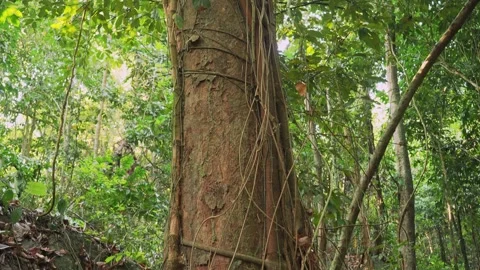 Tree trunk in jungle with upward camera movement. Thailand. Stock Footage 332628675