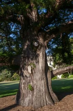 Tree trunk of a juniperus bermudiana tree in sunshine Stock Photos
