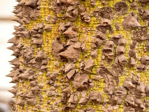 Tree trunk of a kapok tree dotted with thick spikes after flowering Stock Photos