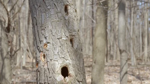 Tree trunk with knot holes in a forest on an early spring day, 4k60p Stock Footage 128786799