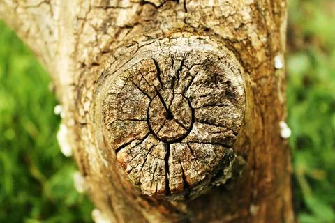 Tree Trunk Knot Macro, Concept of Age and Natural Wood Texture Stock Photos