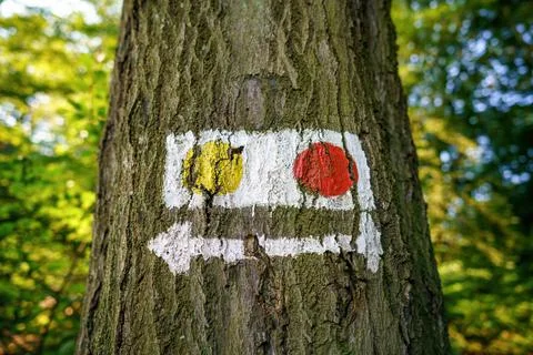 A tree trunk labeled with signposts and symbols Stock Photos