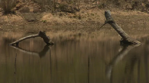 Tree Trunk In Lake Stockbeeldmateriaal 34797170