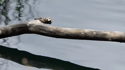 Tree trunk in the lake Stock Footage 241658031
