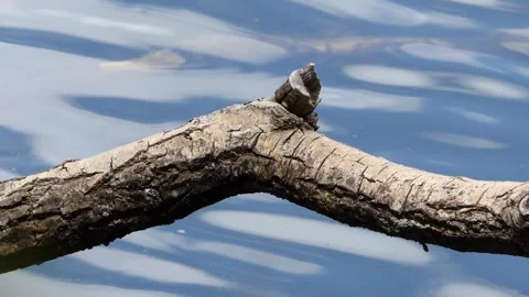 Tree trunk in the lake Stock-Footage 241658476