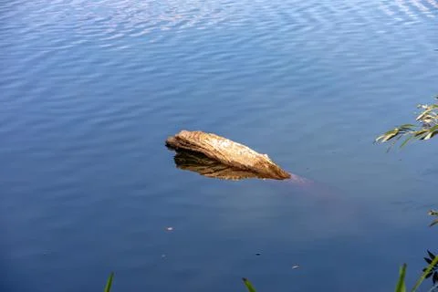 Tree trunk in the lake Stock Photos