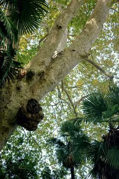 Tree trunk with large burl and green palm leaves around Stock Photos