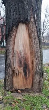 A tree trunk with a large hole in it.  Stock Photos