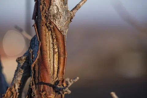 A tree trunk with a large hole in it Stock-Fotos