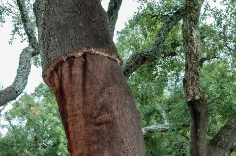 A tree trunk with a large scar on it Stock Photos
