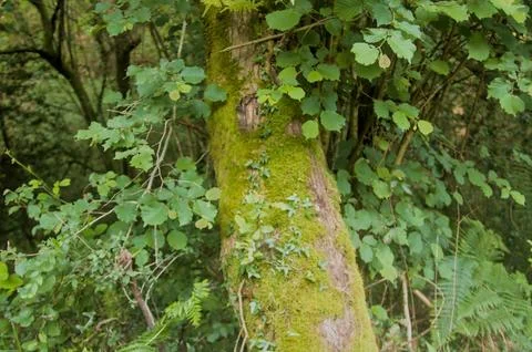 Tree trunk with a layer of moss Stock Photos