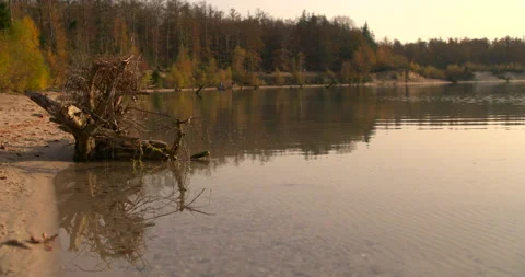 Tree trunk laying at the edge of a lake sunny day Stock Footage 189320763