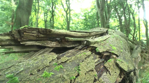 A Tree Trunk Laying On The Ground In A Forest With Moss Stock Footage 37606025