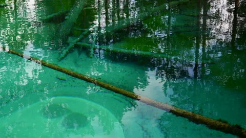 Tree trunk laying in turquoise colored spring water Stock Footage 245820958