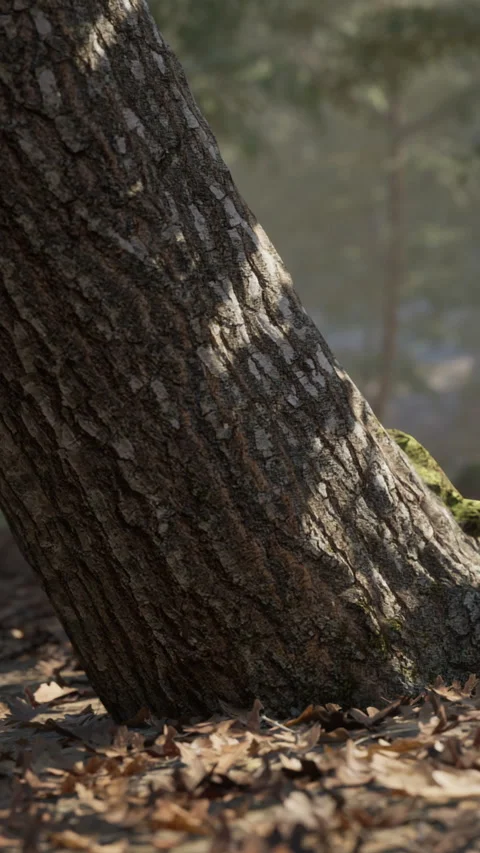 Tree trunk leaning in a forest with light shining on the bark Stock Footage 342131408