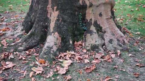 Tree trunk with leaves around it in autumn Stock Footage 118083575
