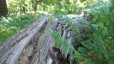 Tree Trunk With Leaves Blowing In The WInd 库存影片 136699755