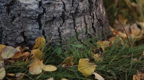 Tree Trunk &amp; Leaves, Close-up Stock Footage 47508342