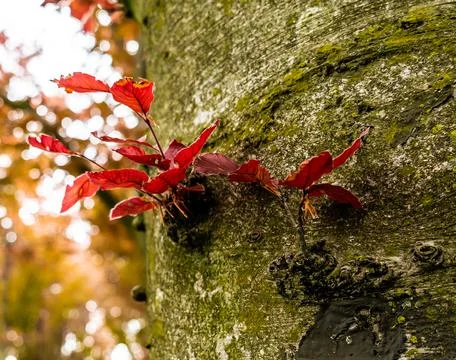A tree trunk with leaves sprouting from it. Stock Photos