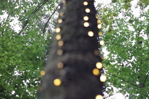 Tree trunk with LED lighting 02 Stock Photos