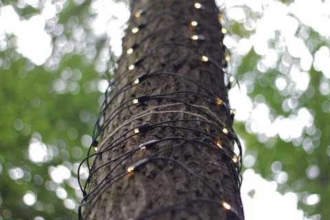 Tree trunk with LED lighting 03 Stock Photos