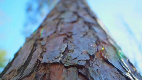 Tree trunk with lense flare looking up Stock Footage 133653122
