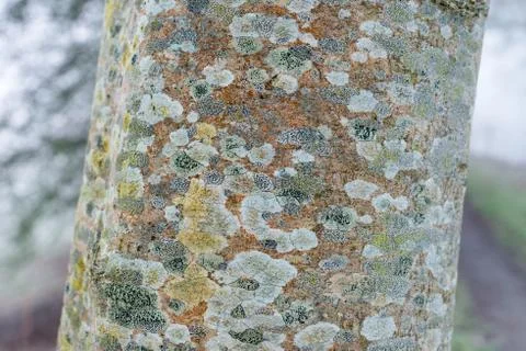 Tree trunk lichen Stock Photos