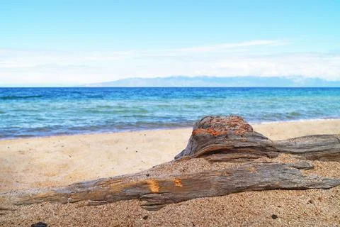 The tree trunk lies on the sandy shore of Lake Baikal Stock Photos