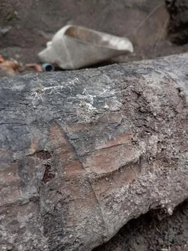 Tree trunk with a log Stock Photos