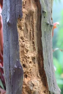 Tree trunk that lost half of its bark. Stock Photos