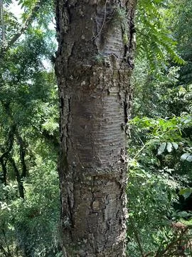 Tree trunk in lush green forest Stock Photos