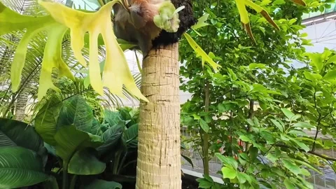 Tree trunk on a lush green grass background. carpet-like grass covering the Stock Footage 314833422