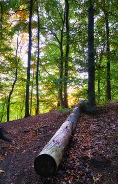 Tree trunk lying in the forest. Stock Photos