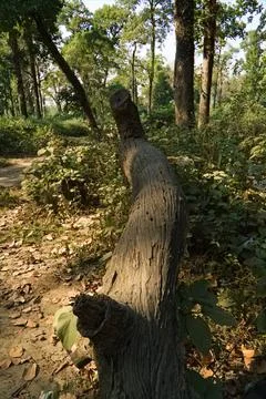 Tree trunk lying in the forest Stock Photos