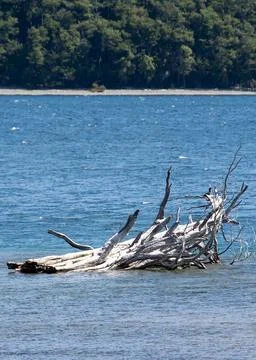 Tree trunk lying at lake, los alerces national park, chubut, argentina, Stock Photos