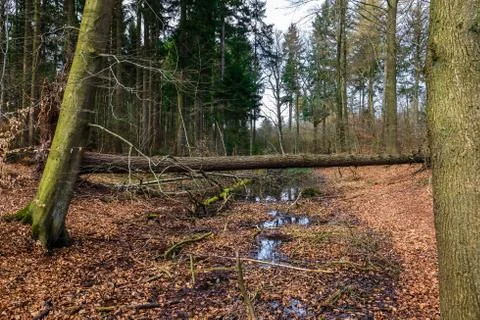 Tree trunk lying over a river Stock Photos