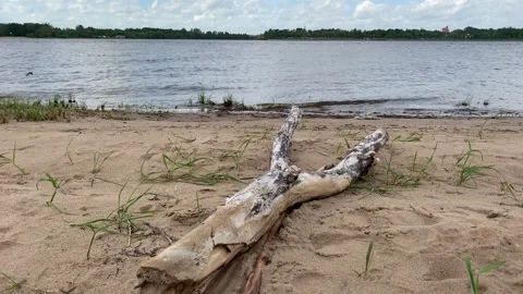 A tree trunk lying on the river bank Stockbeeldmateriaal 172099154