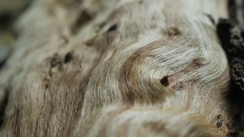 Tree trunk in macro, in Darjeeling, India Stock Footage 194462434
