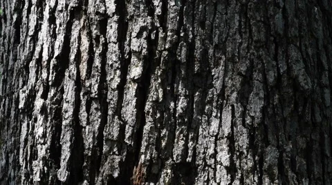 Tree Trunk Macro Pan Up Stock-Footage 65304497