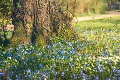 A tree trunk with many blue spring flowers in front Stock Photos